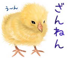 mohu mohu hiyoko sticker #11448586