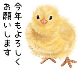 mohu mohu hiyoko sticker #11448591