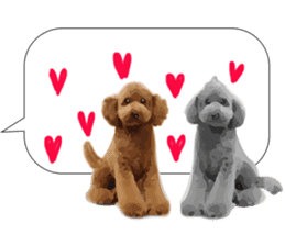 silver toy poodle sticker!!love sticker #11449649