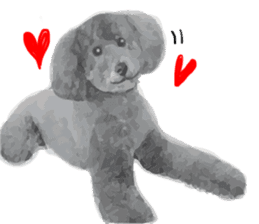 silver toy poodle sticker!!love sticker #11449650
