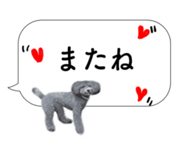 silver toy poodle sticker!!love sticker #11449652