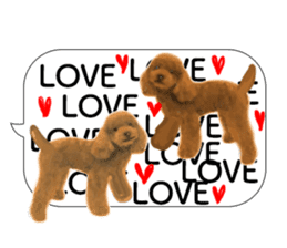 silver toy poodle sticker!!love sticker #11449653