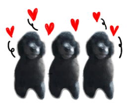 silver toy poodle sticker!!love sticker #11449670