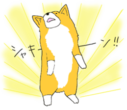 Corgi who wanted to be a man sticker #11457667