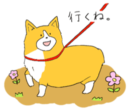 Corgi who wanted to be a man sticker #11457685