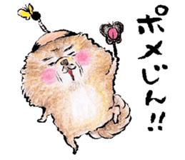 pome-manian3 sticker #11464140