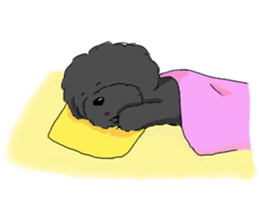 black lovely poodle sticker #11477906
