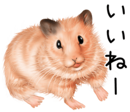 mohu mohu hamster sticker #11488765
