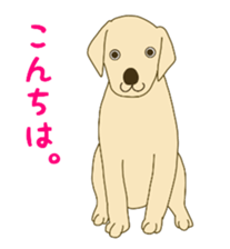 Labrador Retrievers' cute expressions 2 sticker #11490592