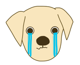 Labrador Retrievers' cute expressions 2 sticker #11490605