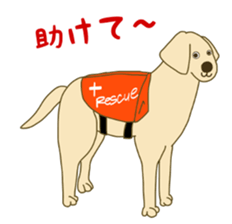 Labrador Retrievers' cute expressions 2 sticker #11490611