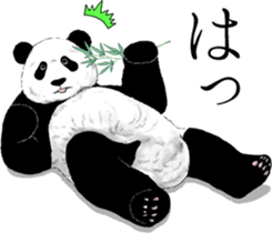 Strange pose Panda 3 sticker #11493145