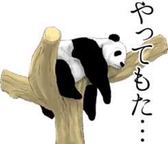 Strange pose Panda 3 sticker #11493148