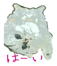 Chattering of the cat sticker #11500788