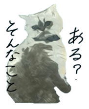 Chattering of the cat sticker #11500798