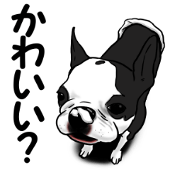 Boston terrier,Terichan