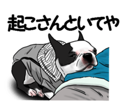 Boston terrier,Terichan sticker #11505611