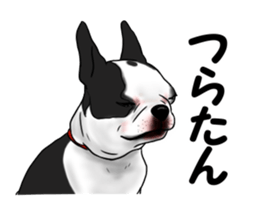 Boston terrier,Terichan sticker #11505612