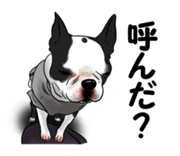 Boston terrier,Terichan sticker #11505616