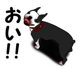 Boston terrier,Terichan sticker #11505618
