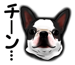 Boston terrier,Terichan sticker #11505619