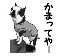 Boston terrier,Terichan sticker #11505622