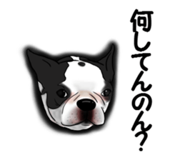 Boston terrier,Terichan sticker #11505623