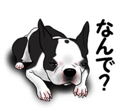 Boston terrier,Terichan sticker #11505624