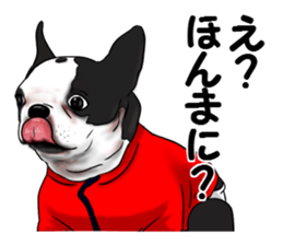 Boston terrier,Terichan sticker #11505625