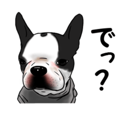 Boston terrier,Terichan sticker #11505626