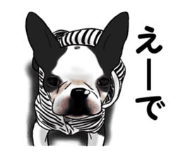 Boston terrier,Terichan sticker #11505632