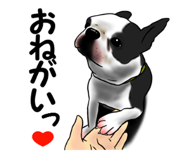 Boston terrier,Terichan sticker #11505640