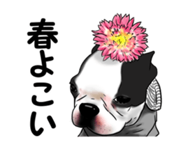 Boston terrier,Terichan sticker #11505641