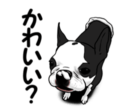 Boston terrier,Terichan sticker #11505644