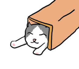 sorry catie cat sticker #11509369