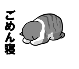sorry catie cat sticker #11509371