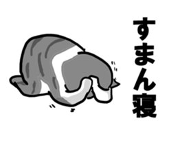 sorry catie cat sticker #11509372