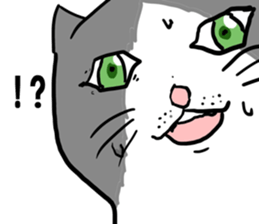 sorry catie cat sticker #11509378