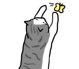 sorry catie cat sticker #11509405