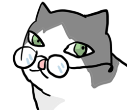 sorry catie cat sticker #11509407