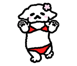 Cute white pekingese dog sticker #11526614