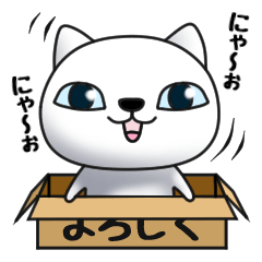 Cat of dark blue eyes