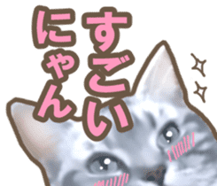 Kidoairaku cats sticker #11540457