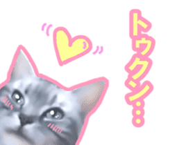 Kidoairaku cats sticker #11540459