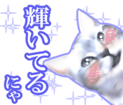 Kidoairaku cats sticker #11540468