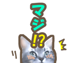 Kidoairaku cats sticker #11540471