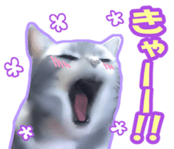 Kidoairaku cats sticker #11540476