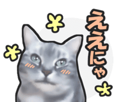 Kidoairaku cats sticker #11540481
