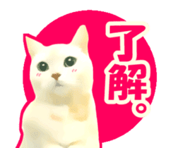 Kidoairaku cats sticker #11540482