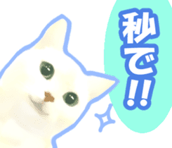 Kidoairaku cats sticker #11540485